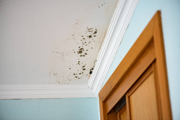 Best Mold Testing  in Lutherville, MD