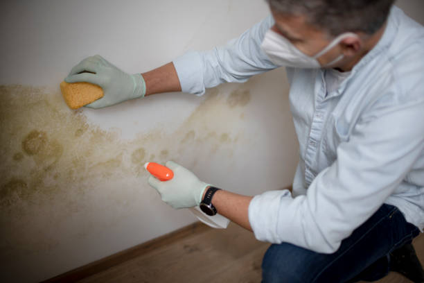 Best Crawl Space Mold Removal  in Lutherville, MD