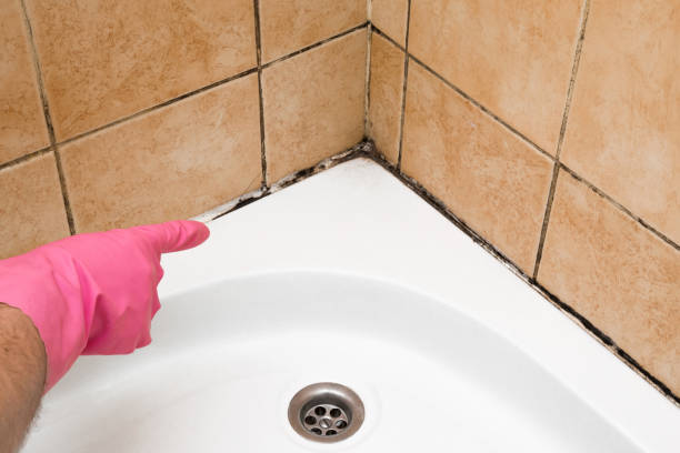 Home Mold Removal in Lutherville, MD